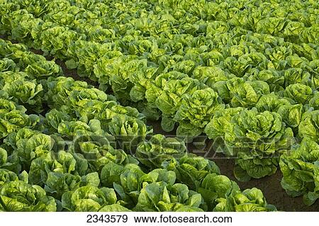 Stock Photo - Agriculture - Rows of healthy mature Romaine lettuce showing few skips in the rows and a very even growth regulation / near Five Points, San Joaquin Valley, California, USA.. Fotosearch