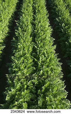 Agriculture - Rows of healthy maturing carrots / Imperial Valley, California, USA. View Large Photo Image Picture - Agriculture - Rows of healthy maturing carrots / Imperial Valley, California, USA.. Fotosearch