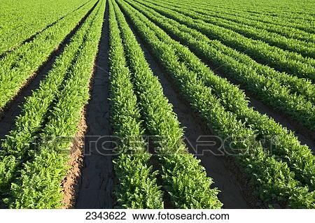 Agriculture - Rows of healthy maturing carrots / Imperial Valley, California, USA. View Large Photo Image Stock Image - Agriculture - Rows of healthy maturing carrots / Imperial Valley, California, USA.. Fotosearch