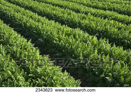 Stock Image - Agriculture - Rows of healthy maturing carrots / Imperial Valley, California, USA.. Fotosearch
