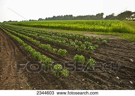 Agriculture - Rows of hot pepper plants with a sweet corn field in the background at a local family produce farm / Little Compton, Rhode Island, USA. View Large Photo Image Stock Image - Agriculture - Rows of hot pepper plants with a sweet corn field in the background at a local family produce farm / Little Compton, Rhode Island, USA.. Fotosearch