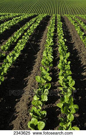 Agriculture - Rows of immature Romaine lettuce in a rolling field / Salinas Valley, California, USA. View Large Photo Image Stock Photography - Agriculture - Rows of immature Romaine lettuce in a rolling field / Salinas Valley, California, USA.. Fotosearch