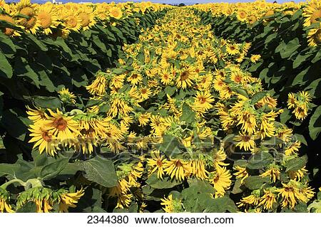 Agriculture - Rows of male (center) and female (sides) blooming sunflower plants being grown for seed production / near Woodland, Yolo County, California, USA. View Large Photo Image Stock Image - Agriculture - Rows of male (center) and female (sides) blooming sunflower plants being grown for seed production / near Woodland, Yolo County, California, USA.. Fotosearch