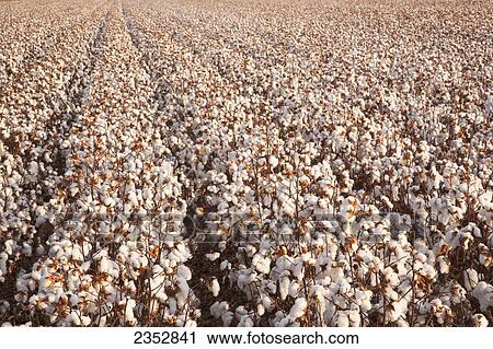 Agriculture - Rows of mature defoliated high-yield cotton plants at harvest stage in early morning Autumn light / near England, Arkansas, USA. View Large Photo Image Stock Image - Agriculture - Rows of mature defoliated high-yield cotton plants at harvest stage in early morning Autumn light / near England, Arkansas, USA.. Fotosearch