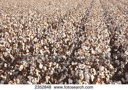 Agriculture - Rows of mature defoliated high-yield cotton plants at harvest stage in early morning Autumn light / near England, Arkansas, USA. View Large Photo Image Stock Photo - Agriculture - Rows of mature defoliated high-yield cotton plants at harvest stage in early morning Autumn light / near England, Arkansas, USA.. Fotosearch