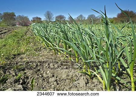 Agriculture - Rows of mid growth garlic plants at a local family produce farm / Little Compton, Rhode Island, USA. View Large Photo Image Stock Photo - Agriculture - Rows of mid growth garlic plants at a local family produce farm / Little Compton, Rhode Island, USA.. Fotosearch