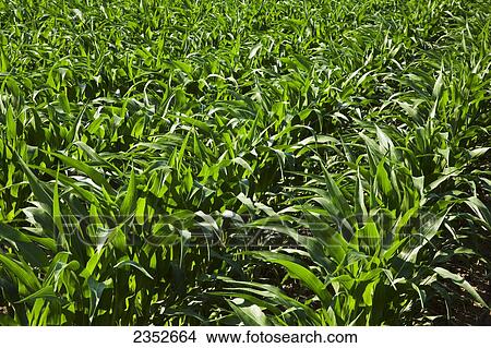 Agriculture - Rows of mid growth grain corn plants at the pre tassel stage / Northeast Arkansas, USA. View Large Photo Image Picture - Agriculture - Rows of mid growth grain corn plants at the pre tassel stage / Northeast Arkansas, USA.. Fotosearch