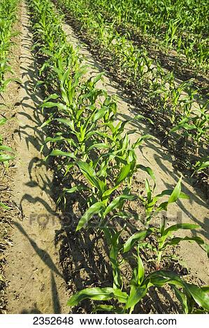 Agriculture - Rows of mid growth grain corn plants at the pre tassel stage. This crop was twin row planted, with two rows 7 inches apart on beds set up on 38 inch centers. This planting technique promotes yield increase / near England, Arkansas, USA. View Large Photo Image Stock Photo - Agriculture - Rows of mid growth grain corn plants at the pre tassel stage. This crop was twin row planted, with two rows 7 inches apart on beds set up on 38 inch centers. This planting technique promotes yield increase / near England, Arkansas, USA.. Fotosearch