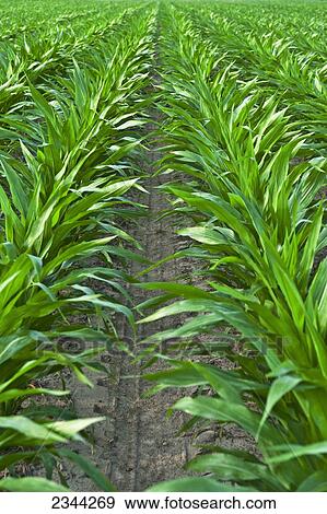 Agriculture - Rows of mid growth pre-tassel stage grain corn plants / near Yazoo City, Mississippi, USA. View Large Photo Image Stock Photo - Agriculture - Rows of mid growth pre-tassel stage grain corn plants / near Yazoo City, Mississippi, USA.. Fotosearch