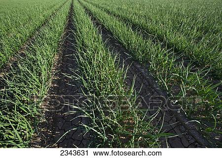 Agriculture - Rows of mid growth yellow onions / Imperial Valley, California, USA. View Large Photo Image Stock Image - Agriculture - Rows of mid growth yellow onions / Imperial Valley, California, USA.. Fotosearch