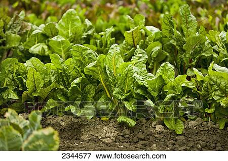 Stock Photo - Agriculture - Rows of organic Swiss chard in the field at a local family produce farm / Little Compton, Rhode Island, USA.. Fotosearch