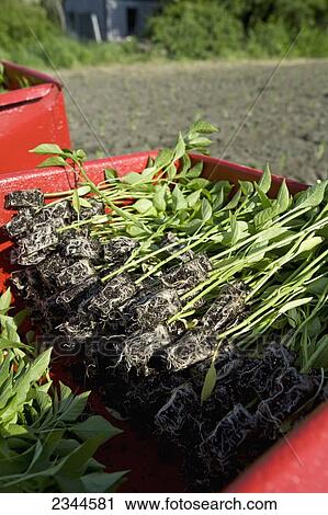 Agriculture - Seedling pepper plants stacked and ready to be transplanted at a local family produce farm / Little Compton, Rhode Island, USA. View Large Photo Image Stock Image - Agriculture - Seedling pepper plants stacked and ready to be transplanted at a local family produce farm / Little Compton, Rhode Island, USA.. Fotosearch