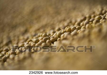 Agriculture - Selective focus of freshly harvested soybeans in a grain wagon during the Autumn harvest / near Northland, Minnesota, USA. View Large Photo Image Stock Photograph - Agriculture - Selective focus of freshly harvested soybeans in a grain wagon during the Autumn harvest / near Northland, Minnesota, USA.. Fotosearch