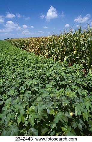 Stock Image - Agriculture - Side-by-side fields of mid growth cotton (l. ) and maturing grain corn (r. ). Crops will be rotated the following year for soil conservation / Mississippi, USA.. Fotosearch