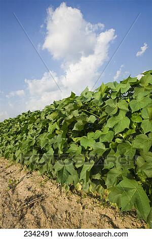 Agriculture - Side view of a row of vigorous, healthy mid growth cotton prior to the bloom stage / Tennessee, USA. View Large Photo Image Stock Image - Agriculture - Side view of a row of vigorous, healthy mid growth cotton prior to the bloom stage / Tennessee, USA.. Fotosearch
