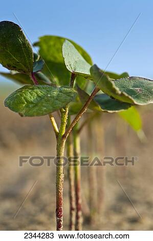 Agriculture - Sideview of cotton seedlings at the four-leaf stage / Holmes County, Mississippi, USA. View Large Photo Image Stock Image - Agriculture - Sideview of cotton seedlings at the four-leaf stage / Holmes County, Mississippi, USA.. Fotosearch