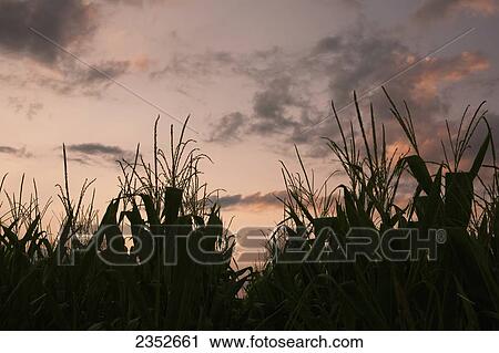 Stock Image - Agriculture - Silhouette of mid growth fully tasseled grain corn plants at sunset with clouds in the sky / Eastern Arkansas, USA.. Fotosearch