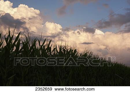 Agriculture - Silhouette of mid growth fully tasseled grain corn plants in late afternoon light with massive cumulonimbus clouds in the sky / Eastern Arkansas, USA. View Large Photo Image Stock Photo - Agriculture - Silhouette of mid growth fully tasseled grain corn plants in late afternoon light with massive cumulonimbus clouds in the sky / Eastern Arkansas, USA.. Fotosearch