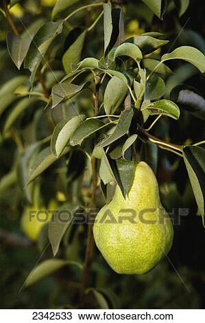 Stock Image - Agriculture - Single ripe Bartlett pear on the tree / near Linden, San Joaquin County, California, USA.. Fotosearch