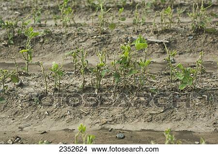 Agriculture - Soybean plants severely damaged by a powerful late Spring hailstorm / near England, Arkansas, USA. View Large Photo Image Picture - Agriculture - Soybean plants severely damaged by a powerful late Spring hailstorm / near England, Arkansas, USA.. Fotosearch