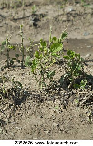 Stock Photograph - Agriculture - Soybean plants severely damaged by a powerful late Spring hailstorm / near England, Arkansas, USA.. Fotosearch