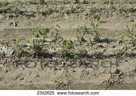 Agriculture - Soybean plants severely damaged by a powerful late Spring hailstorm / near England, Arkansas, USA. View Large Photo Image Stock Photography - Agriculture - Soybean plants severely damaged by a powerful late Spring hailstorm / near England, Arkansas, USA.. Fotosearch
