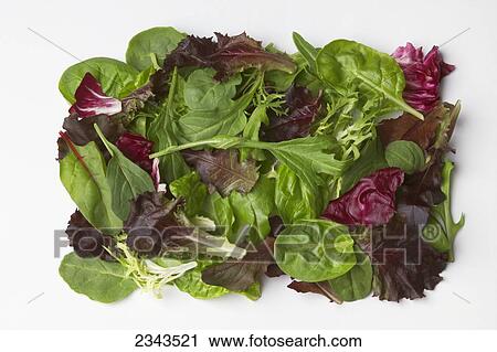 Agriculture - Spring mix consisting of arugula, baby green romaine, baby red romaine, beet tops, frisee, mizuna, radicchio and spinach. View Large Photo Image Stock Image - Agriculture - Spring mix consisting of arugula, baby green romaine, baby red romaine, beet tops, frisee, mizuna, radicchio and spinach.. Fotosearch