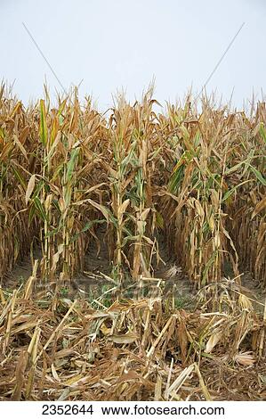 Agriculture - Stand of mature harvest ready grain corn plants. This crop was twin row planted, with two rows 7 inches apart on beds set up on 38 inch centers. This planting technique promotes yield increase / near England, Arkansas, USA. View Large Photo Image Picture - Agriculture - Stand of mature harvest ready grain corn plants. This crop was twin row planted, with two rows 7 inches apart on beds set up on 38 inch centers. This planting technique promotes yield increase / near England, Arkansas, USA.. Fotosearch