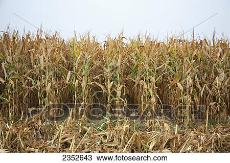 Agriculture - Stand of mature harvest ready grain corn plants. This crop was twin row planted, with two rows 7 inches apart on beds set up on 38 inch centers. This planting technique promotes yield increase / near England, Arkansas, USA. View Large Photo Image Stock Image - Agriculture - Stand of mature harvest ready grain corn plants. This crop was twin row planted, with two rows 7 inches apart on beds set up on 38 inch centers. This planting technique promotes yield increase / near England, Arkansas, USA.. Fotosearch