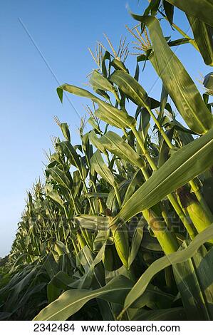 Agriculture - Stand of mid growth grain corn plants midway through the grain fill stage, in late afternoon light / Tennessee, USA. View Large Photo Image Picture - Agriculture - Stand of mid growth grain corn plants midway through the grain fill stage, in late afternoon light / Tennessee, USA.. Fotosearch