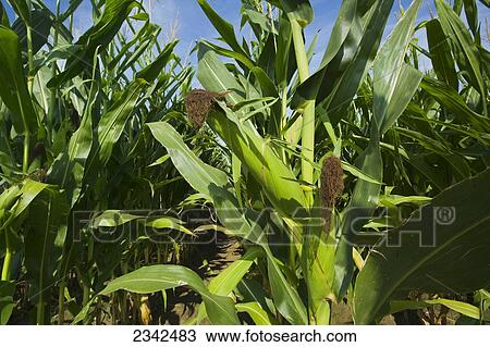 Agriculture - Stand of mid growth grain corn plants at the grain fill stage / Arkansas, USA. View Large Photo Image Stock Image - Agriculture - Stand of mid growth grain corn plants at the grain fill stage / Arkansas, USA.. Fotosearch