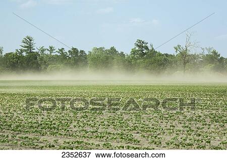 Agriculture - Strong winds blow sand across a field of cotton seedlings. Blowing sand can cause damage to, or loss of the crop / Northeast Arkansas, USA. View Large Photo Image Stock Photo - Agriculture - Strong winds blow sand across a field of cotton seedlings. Blowing sand can cause damage to, or loss of the crop / Northeast Arkansas, USA.. Fotosearch