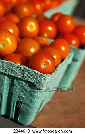Agriculture - Sun Sugar Fresh Market tomatoes in cartons at a local family produce farm / Little Compton, Rhode Island, USA. View Large Photo Image Stock Image - Agriculture - Sun Sugar Fresh Market tomatoes in cartons at a local family produce farm / Little Compton, Rhode Island, USA.. Fotosearch
