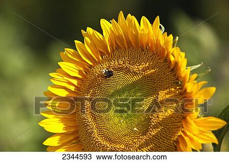 Stock Image - Agriculture - Sunflower being pollinated by a honey bee at a local family produce farm / Little Compton, Rhode Island, USA.. Fotosearch