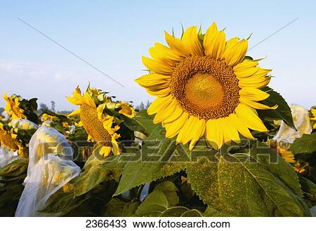 Agriculture - Sunflowers in a research field with some pollen isolation bags visible / California, USA. View Large Photo Image Stock Image - Agriculture - Sunflowers in a research field with some pollen isolation bags visible / California, USA.. Fotosearch