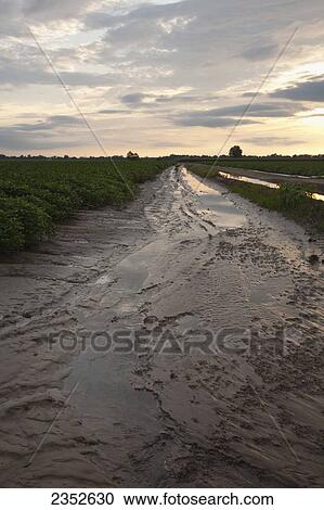 Agriculture - Sunset light is reflected in the runoff and soil erosion from a cotton field in a turnrow following heavy late afternoon thundershowers / near England, Arkansas, USA. View Large Photo Image Stock Image - Agriculture - Sunset light is reflected in the runoff and soil erosion from a cotton field in a turnrow following heavy late afternoon thundershowers / near England, Arkansas, USA.. Fotosearch