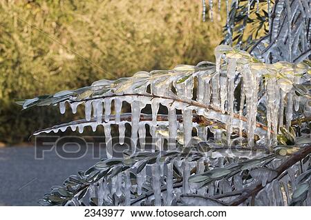 Agriculture - The foliage of a Manzanillo olive tree covered in ice in an attempt to protect the trees from freeze damage / near Orland, Glenn County, Northern California, USA. View Large Photo Image Stock Photo - Agriculture - The foliage of a Manzanillo olive tree covered in ice in an attempt to protect the trees from freeze damage / near Orland, Glenn County, Northern California, USA.. Fotosearch