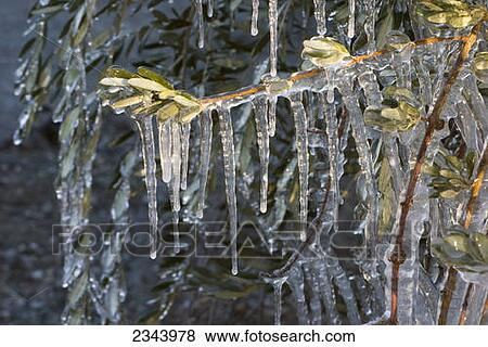 Agriculture - The foliage of a Manzanillo olive tree covered in ice in an attempt to protect the trees from freeze damage / near Orland, Glenn County, Northern California, USA. View Large Photo Image Stock Photo - Agriculture - The foliage of a Manzanillo olive tree covered in ice in an attempt to protect the trees from freeze damage / near Orland, Glenn County, Northern California, USA.. Fotosearch