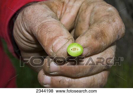 Agriculture - The hand of a prune grower holding a damaged immature prune caused by a heavy unusual Spring freeze / near Red Bluff, California, USA. View Large Photo Image Stock Photo - Agriculture - The hand of a prune grower holding a damaged immature prune caused by a heavy unusual Spring freeze / near Red Bluff, California, USA.. Fotosearch