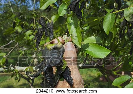 Agriculture - The hand of a walnut grower inspecting the damage to his walnut crop caused by a heavy unusual Spring freeze / near Los Molinos, California, USA. View Large Photo Image Stock Image - Agriculture - The hand of a walnut grower inspecting the damage to his walnut crop caused by a heavy unusual Spring freeze / near Los Molinos, California, USA.. Fotosearch