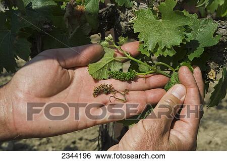 Agriculture - The hands of a grape grower showing the damage to his grape crop caused by a heavy unusual Spring freeze. Shown are unaffected and killed immature grape clusters / near Orland, California, USA. View Large Photo Image Stock Photograph - Agriculture - The hands of a grape grower showing the damage to his grape crop caused by a heavy unusual Spring freeze. Shown are unaffected and killed immature grape clusters / near Orland, California, USA.. Fotosearch