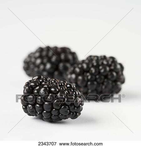 Agriculture - Three blackberries on a white surface. View Large Photo Image Stock Photo - Agriculture - Three blackberries on a white surface.. Fotosearch