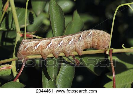 Agriculture - Tomato Horn Worm (Manduca quinquemaculata) / California, USA. View Large Photo Image Stock Image - Agriculture - Tomato Horn Worm (Manduca quinquemaculata) / California, USA.. Fotosearch
