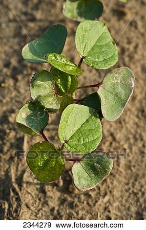 Agriculture - Top down view of cotton seedlings at the four-leaf stage / Holmes County, Mississippi, USA. View Large Photo Image Stock Photo - Agriculture - Top down view of cotton seedlings at the four-leaf stage / Holmes County, Mississippi, USA.. Fotosearch