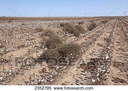 Agriculture - Tumbleweeds that have blown into a field of very low yield potential stripper cotton. The tumbleweeds are Prostrate pigweed (Amaranthus albus), aka. Tumbleweed amaranth / West Texas, USA. View Large Photo Image Stock Photography - Agriculture - Tumbleweeds that have blown into a field of very low yield potential stripper cotton. The tumbleweeds are Prostrate pigweed (Amaranthus albus), aka. Tumbleweed amaranth / West Texas, USA.. Fotosearch