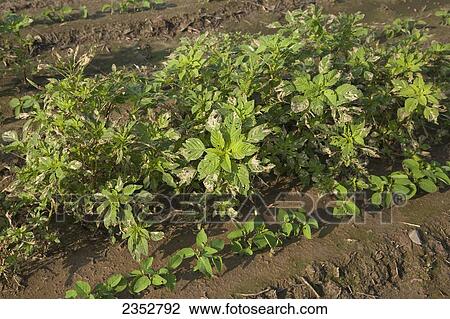 Stock Image - Agriculture - Uncontrolled infestation of Glyphosate-resistant Palmer pigweed (Amaranthus palmeri) aka. Palmer Amaranth, Carlessweed, in a crop of soybeans at the seedling stage / near England, Arkansas, USA.. Fotosearch