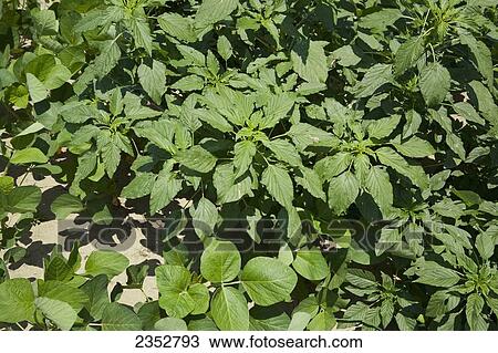 Stock Image - Agriculture - Uncontrolled infestation of Glyphosate-resistant Palmer pigweed (Amaranthus palmeri) aka. Palmer Amaranth, Carlessweed, in a crop of early growth soybeans / Western Tennessee, USA.. Fotosearch