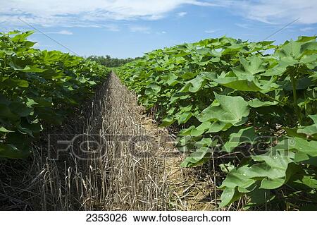 Agriculture - View down between rows of mid growth no-till cotton plants at the mid fruit set stage. This crop was planted in a wheat cover crop that was killed with an application of burndown herbicide before the cotton was planted / near England, Arkans View Large Photo Image Stock Photograph - Agriculture - View down between rows of mid growth no-till cotton plants at the mid fruit set stage. This crop was planted in a wheat cover crop that was killed with an application of burndown herbicide before the cotton was planted / near England, Arkans. Fotosearch
