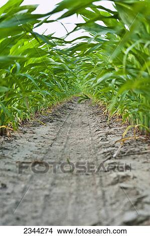 Agriculture - View from beneath the canopy looking down between rows of mid growth pre-tassel stage grain corn plants / near Yazoo City, Mississippi, USA. View Large Photo Image Picture - Agriculture - View from beneath the canopy looking down between rows of mid growth pre-tassel stage grain corn plants / near Yazoo City, Mississippi, USA.. Fotosearch