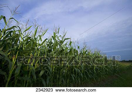 Agriculture - View looking down along the edge of a mid growth fully tasseled grain corn field / near Northland, Minnesota, USA. View Large Photo Image Stock Image - Agriculture - View looking down along the edge of a mid growth fully tasseled grain corn field / near Northland, Minnesota, USA.. Fotosearch